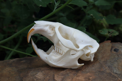 Muskrat Skull