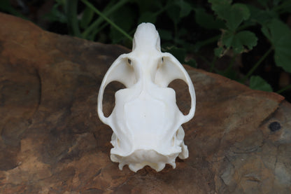 Muskrat Skull