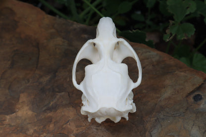 Muskrat Skull