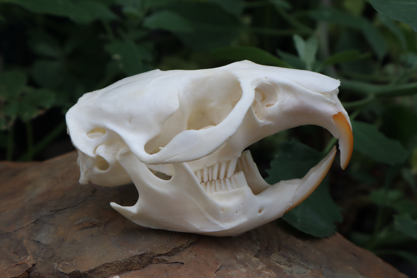 Muskrat Skull