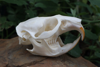 Muskrat Skull