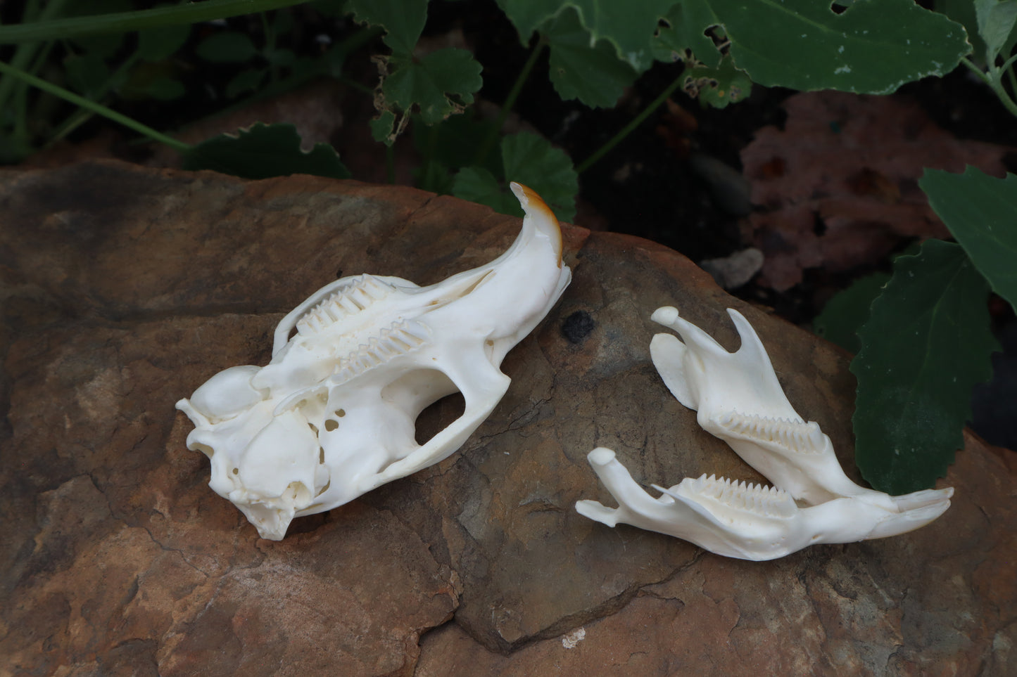Muskrat Skull