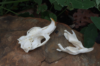 Muskrat Skull