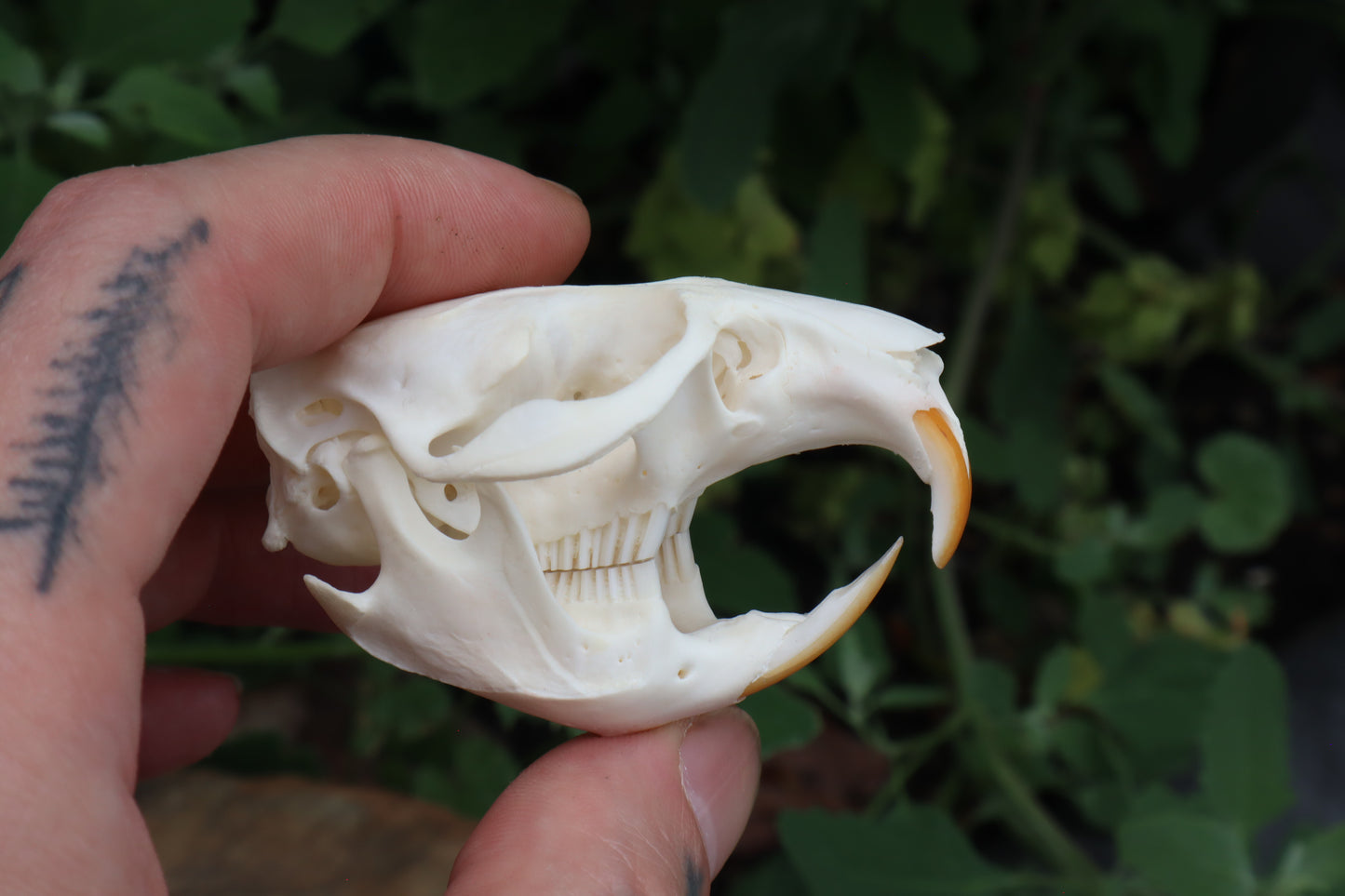Muskrat Skull