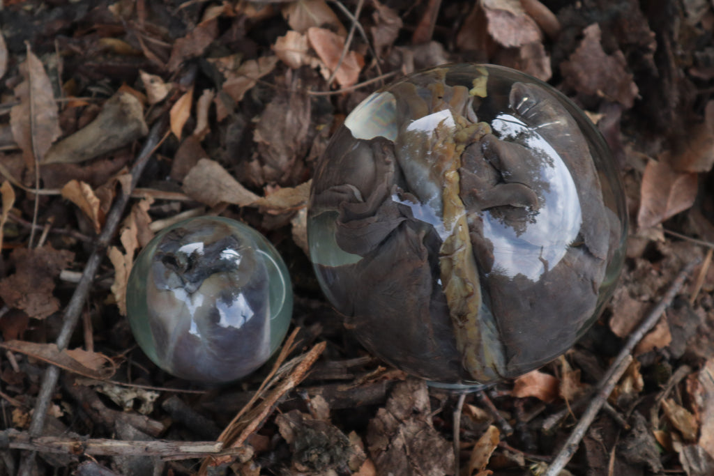 Wet Specimen Bobcat Heart and Lungs Crystal Balls