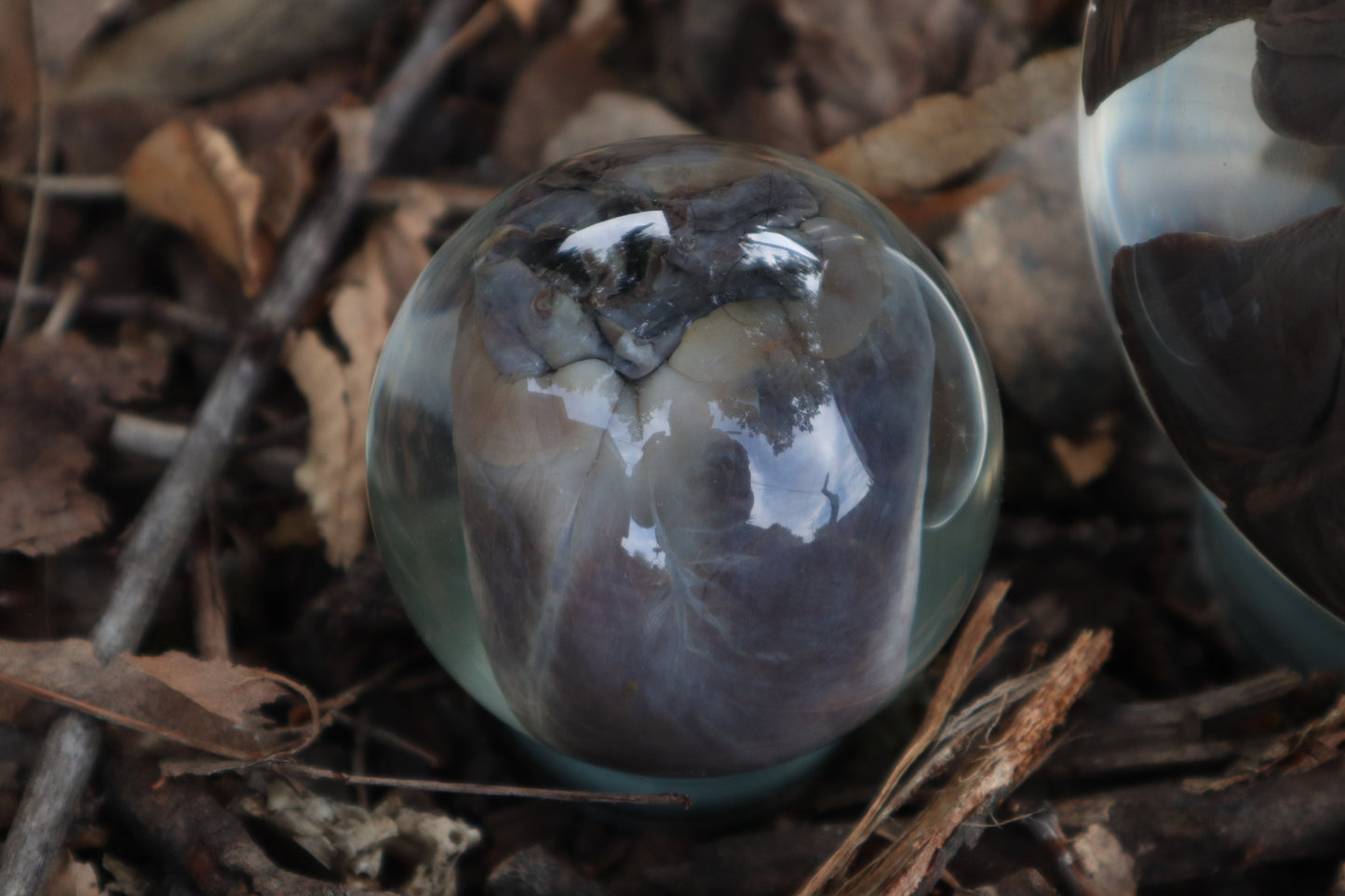 Wet Specimen Bobcat Heart and Lungs Crystal Balls