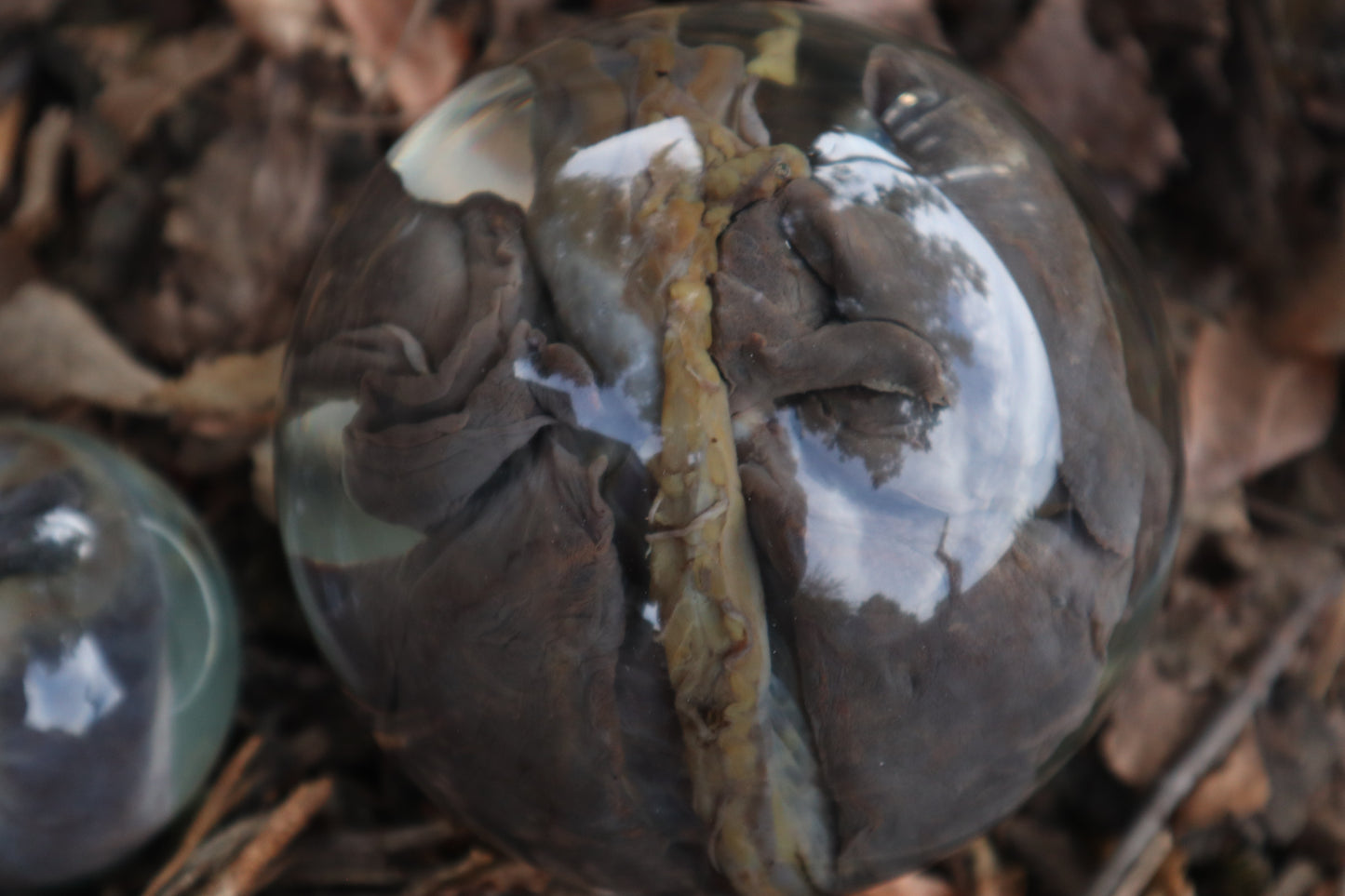 Wet Specimen Bobcat Heart and Lungs Crystal Balls