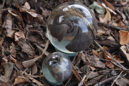 Wet Specimen Bobcat Heart and Lungs Crystal Balls