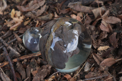 Wet Specimen Bobcat Heart and Lungs Crystal Balls
