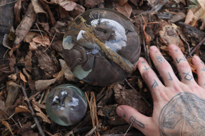 Wet Specimen Bobcat Heart and Lungs Crystal Balls