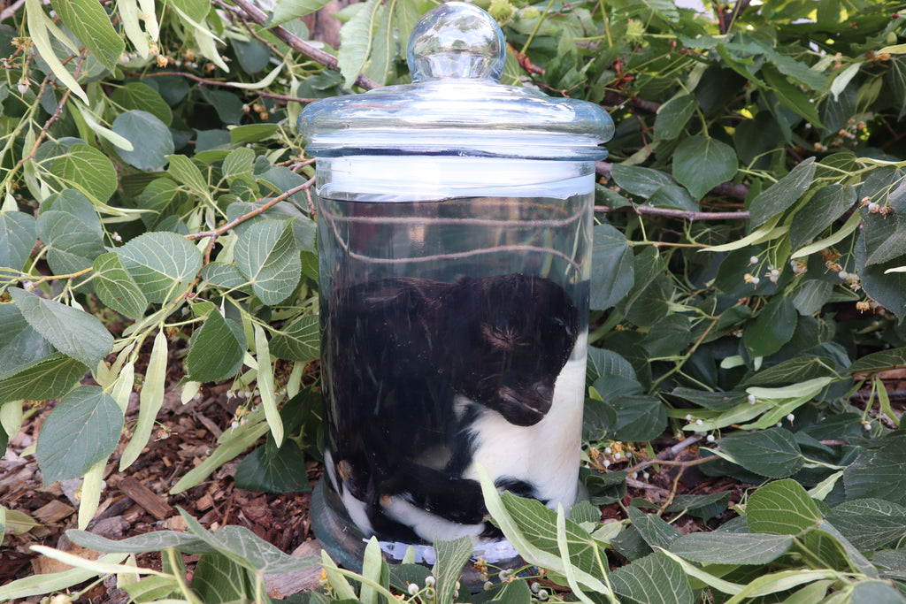 Baby Fainting Goat Wet Specimen