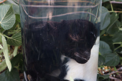 Baby Fainting Goat Wet Specimen