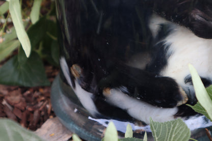 Baby Fainting Goat Wet Specimen