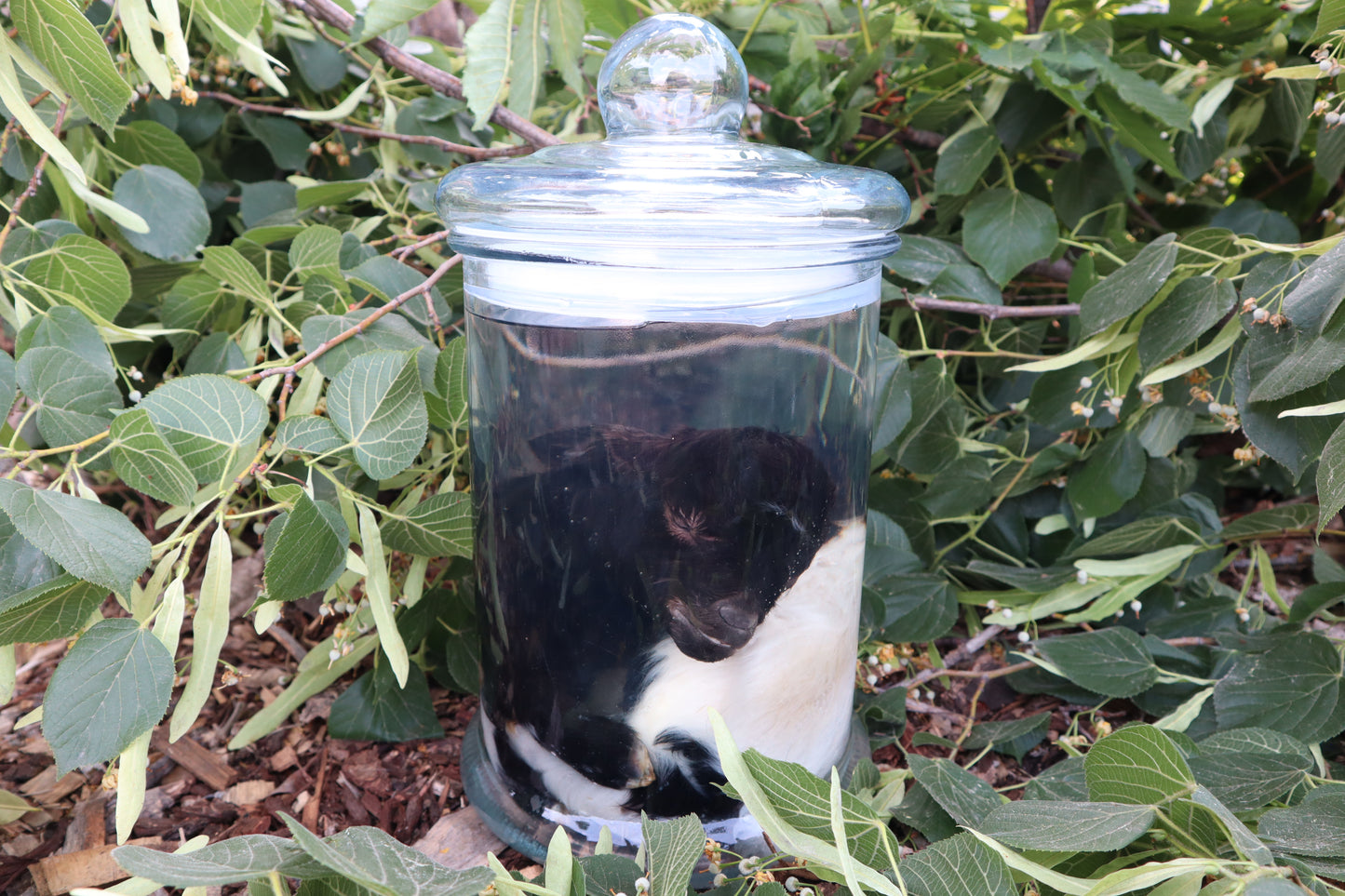 Baby Fainting Goat Wet Specimen