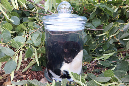 Baby Fainting Goat Wet Specimen