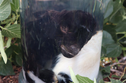 Baby Fainting Goat Wet Specimen