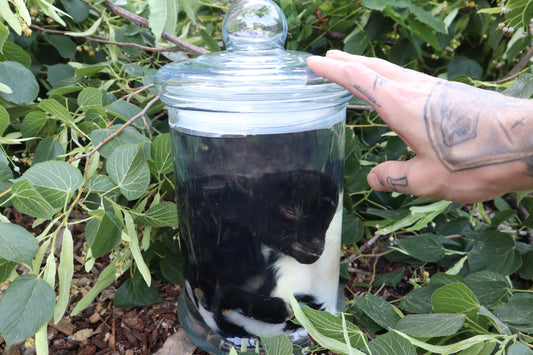 Baby Fainting Goat Wet Specimen