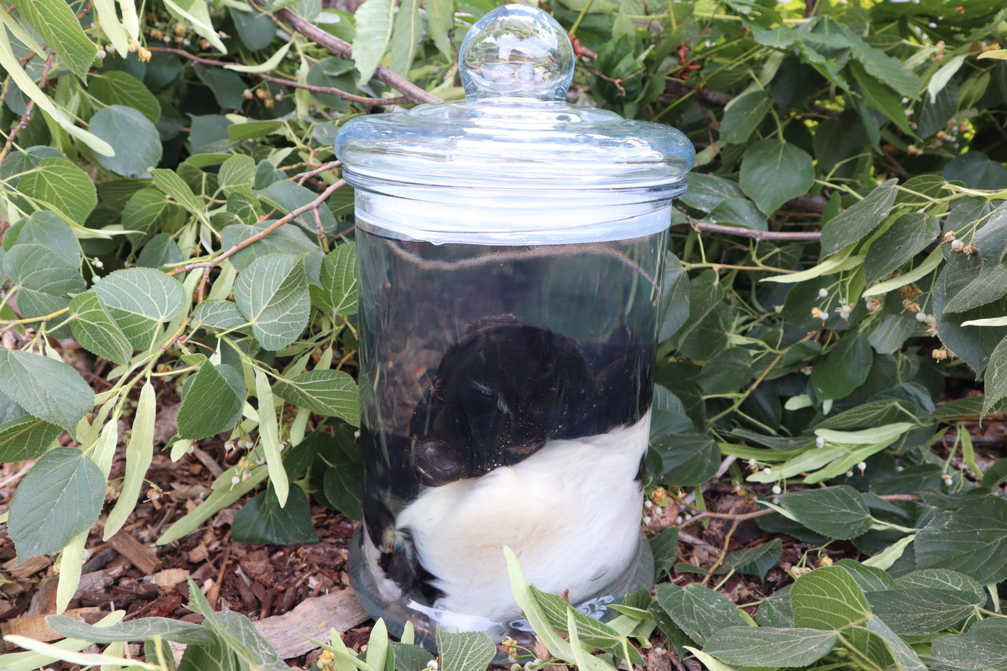 Baby Fainting Goat Wet Specimen
