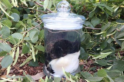 Baby Fainting Goat Wet Specimen
