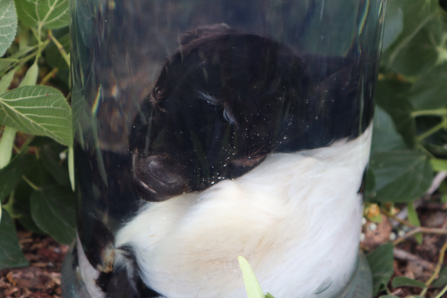 Baby Fainting Goat Wet Specimen