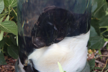 Baby Fainting Goat Wet Specimen