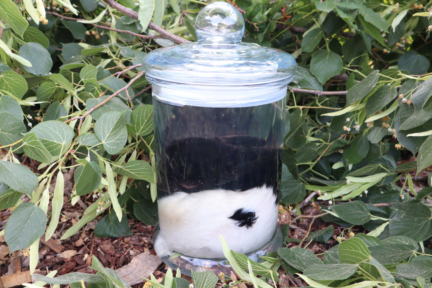 Baby Fainting Goat Wet Specimen