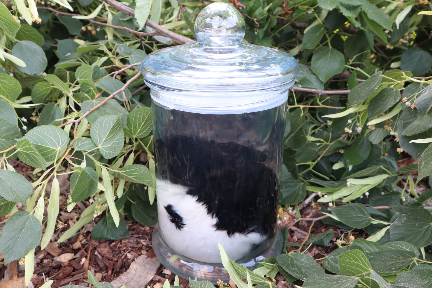 Baby Fainting Goat Wet Specimen