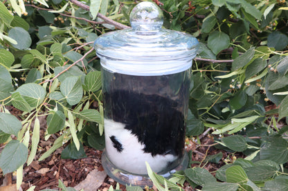 Baby Fainting Goat Wet Specimen