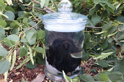 Baby Fainting Goat Wet Specimen