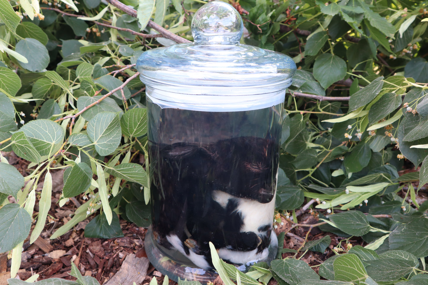 Baby Fainting Goat Wet Specimen