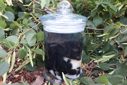 Baby Fainting Goat Wet Specimen