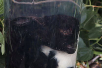 Baby Fainting Goat Wet Specimen
