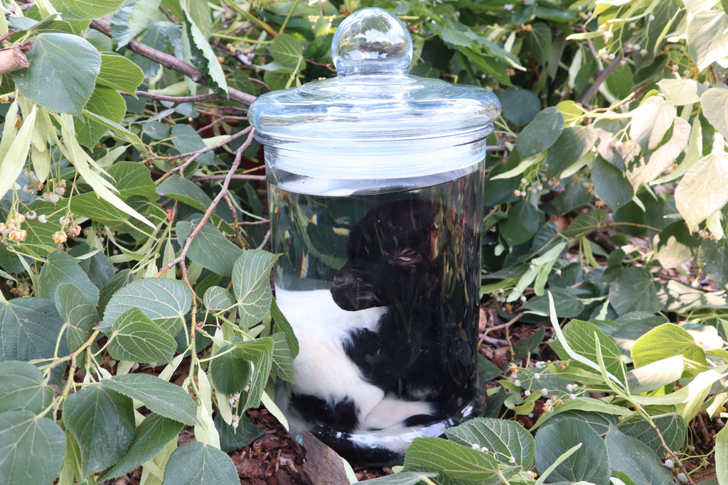 Baby Fainting Goat Wet Specimen