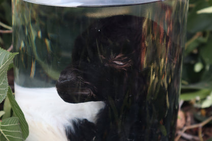 Baby Fainting Goat Wet Specimen