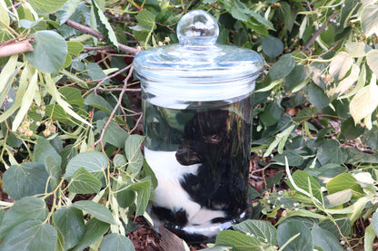 Baby Fainting Goat Wet Specimen
