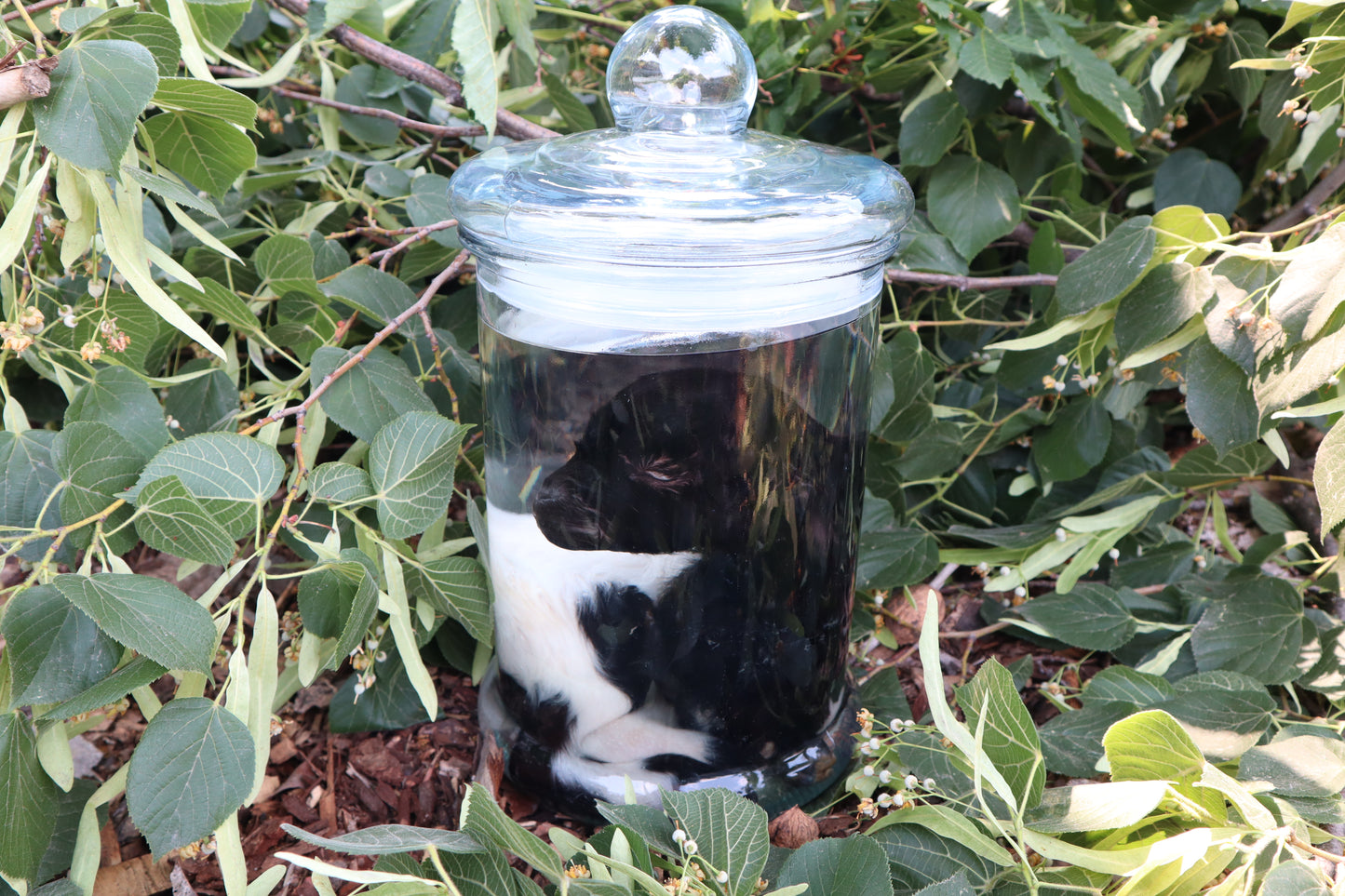 Baby Fainting Goat Wet Specimen