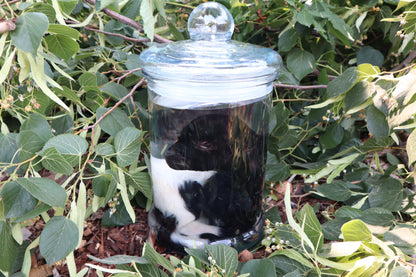 Baby Fainting Goat Wet Specimen