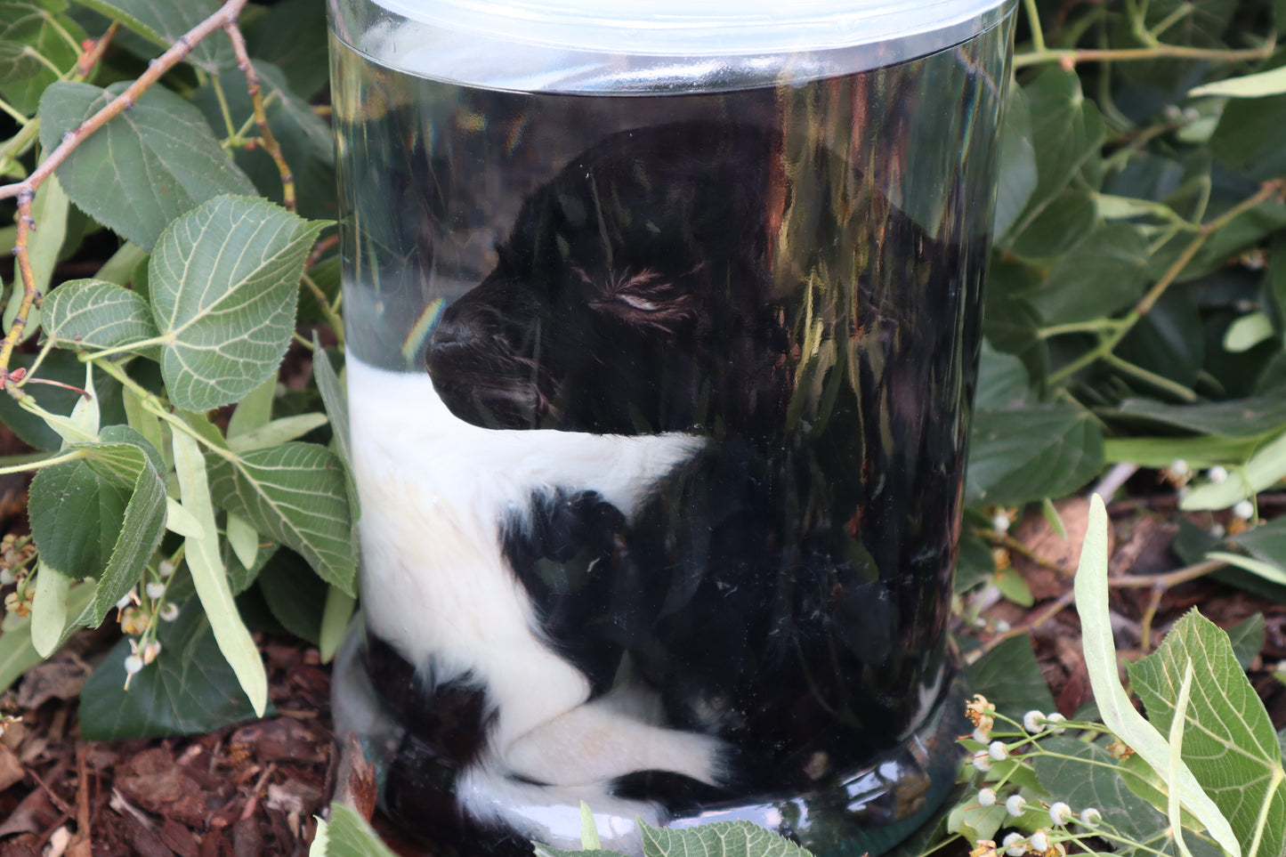 Baby Fainting Goat Wet Specimen