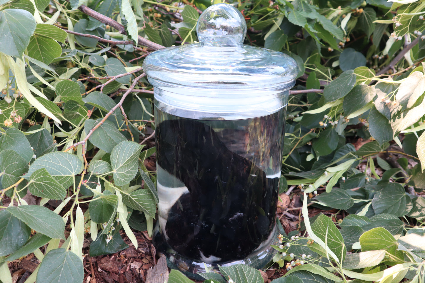 Baby Fainting Goat Wet Specimen