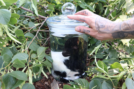 Baby Fainting Goat Wet Specimen