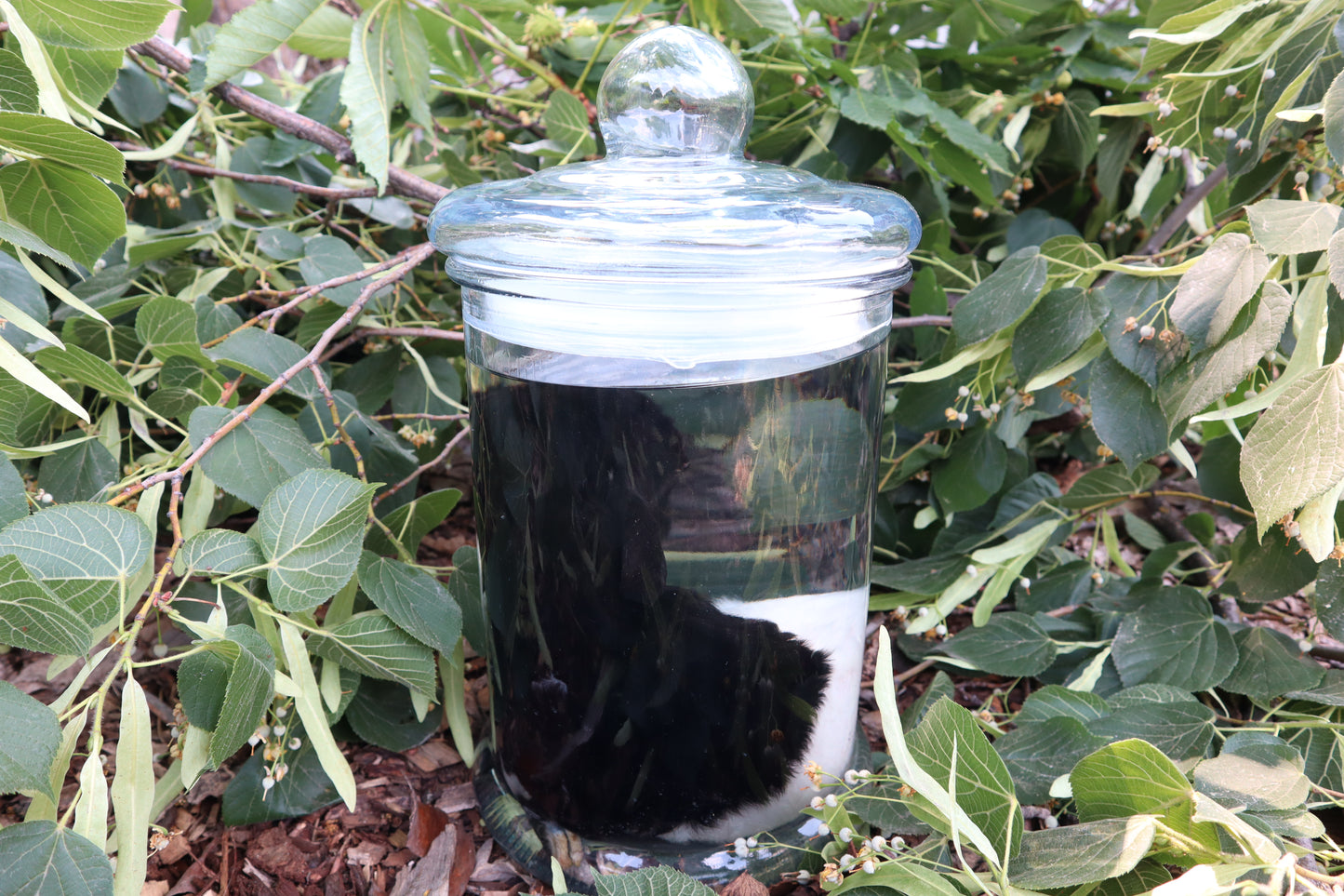 Baby Fainting Goat Wet Specimen