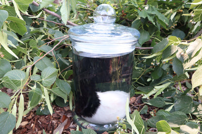 Baby Fainting Goat Wet Specimen