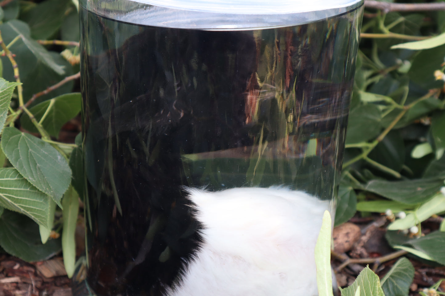Baby Fainting Goat Wet Specimen