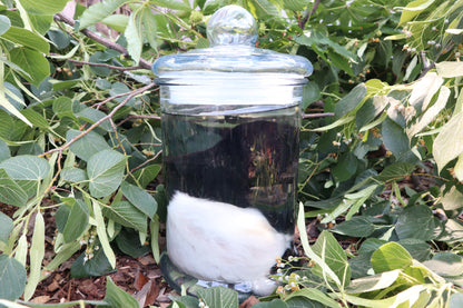 Baby Fainting Goat Wet Specimen