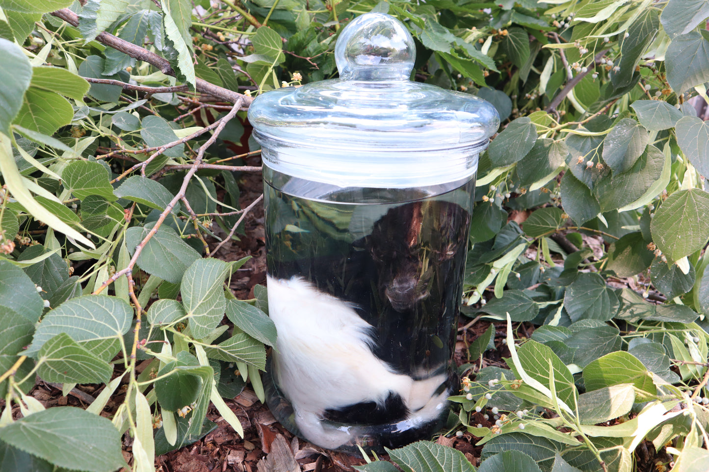 Baby Fainting Goat Wet Specimen