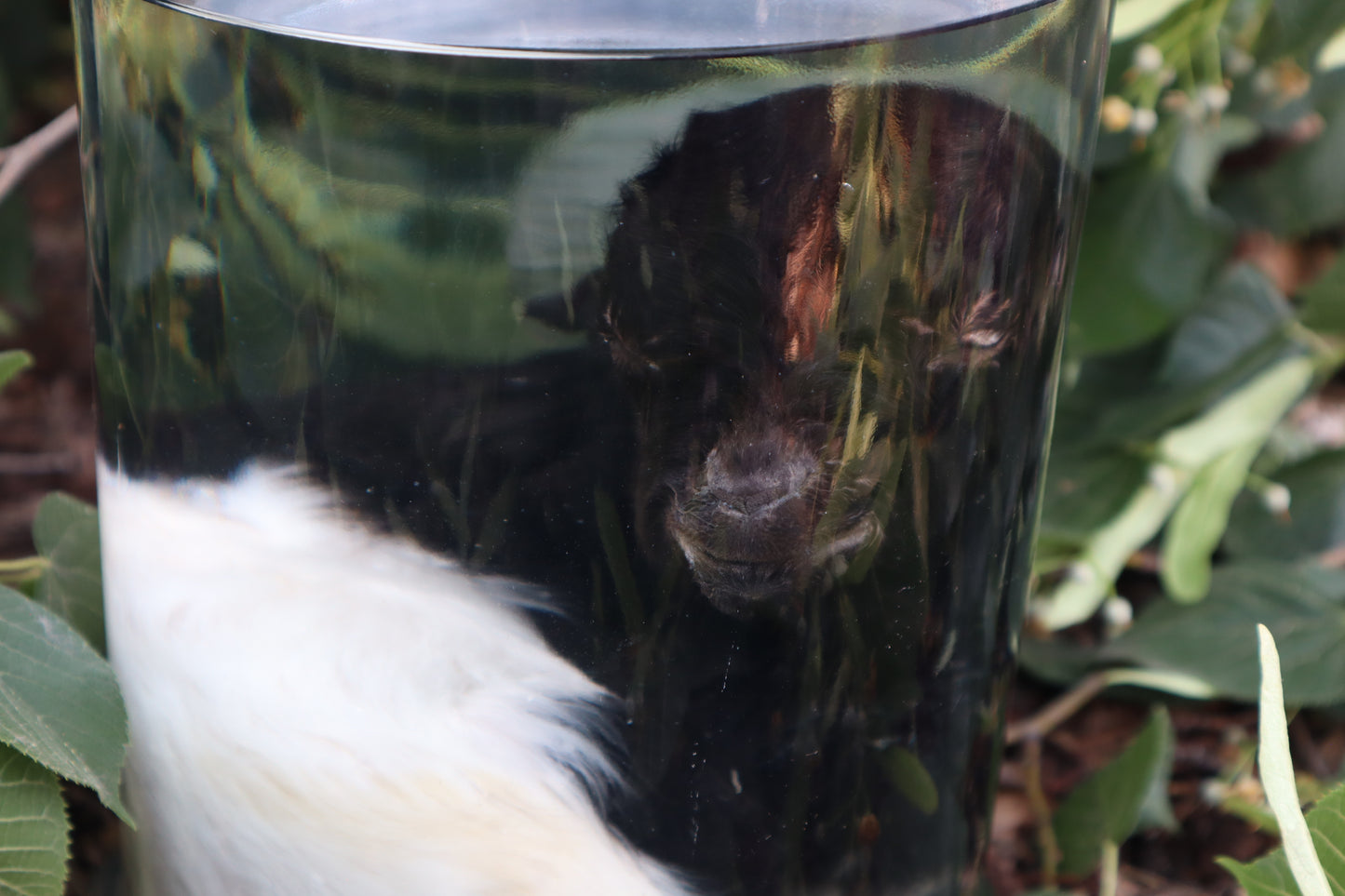 Baby Fainting Goat Wet Specimen