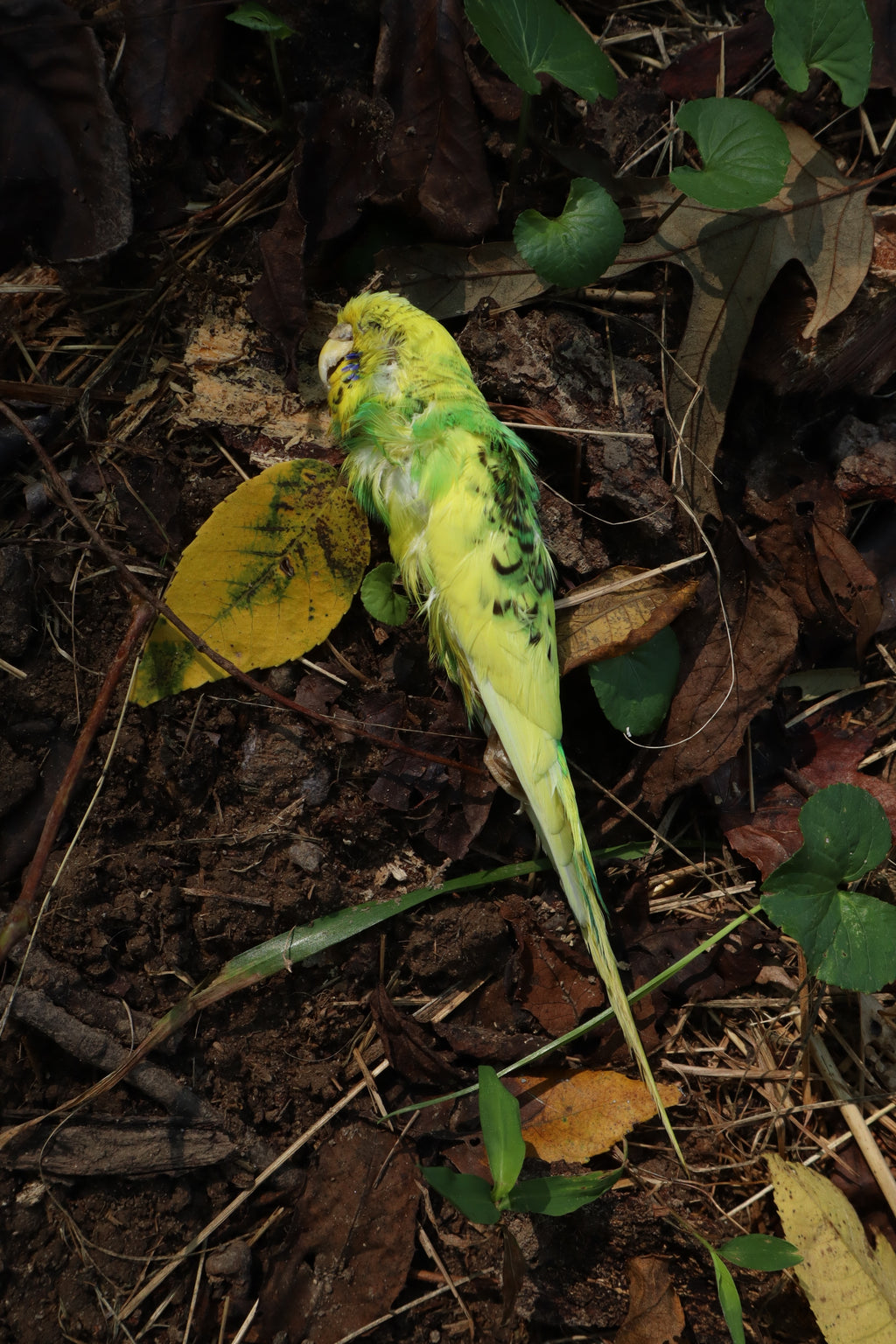 Dry Preserved Parakeet