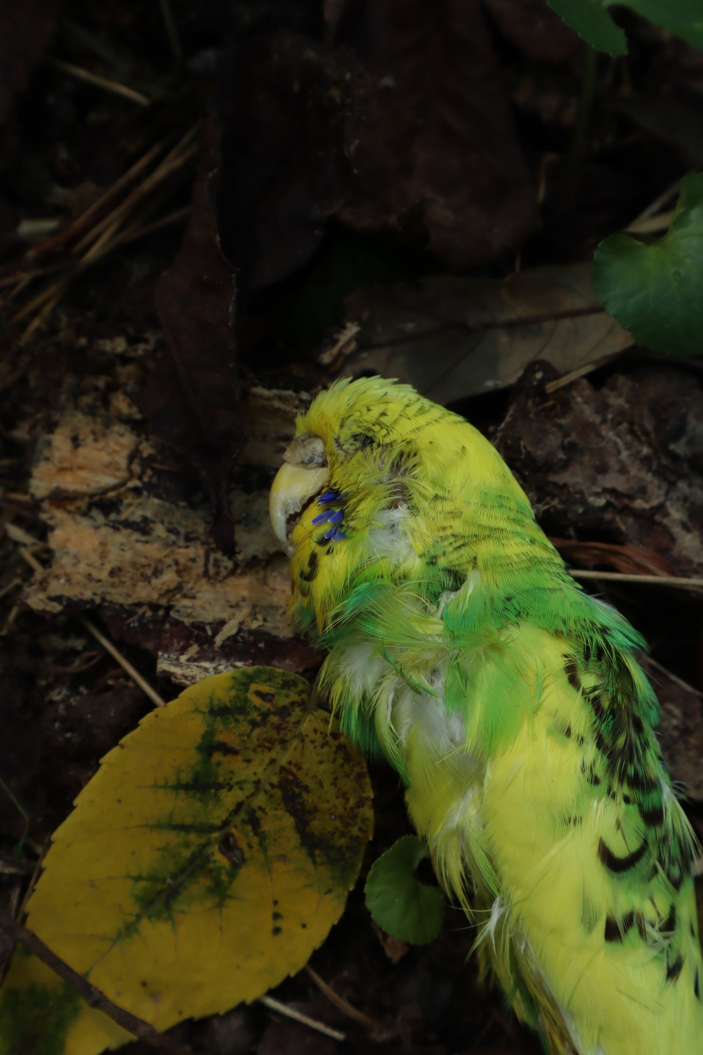 Dry Preserved Parakeet