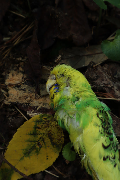 Dry Preserved Parakeet