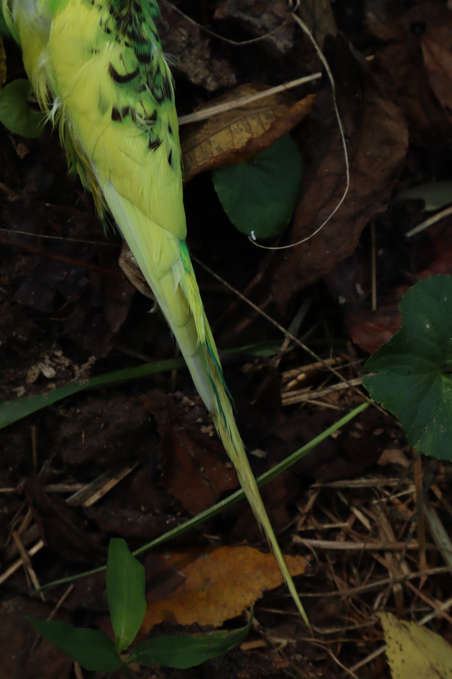 Dry Preserved Parakeet